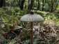 Karcsú őzlábgomba (Macrolepiota mastoidea), Budai-hegység